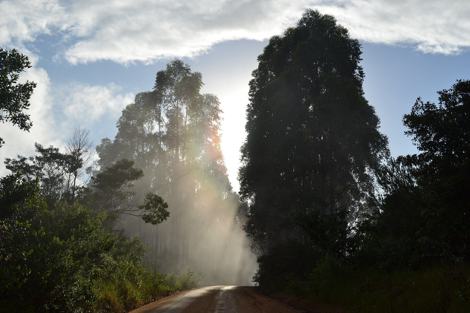 Estrada de terra arborizada no caminho de Caraíva